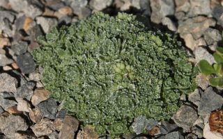 Saxifraga paniculata 'Minutifolia'
