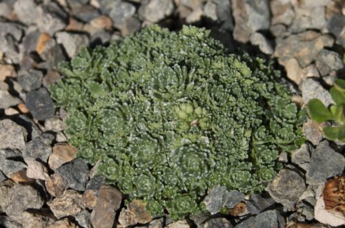 Saxifraga paniculata 'Minutifolia' - Obrázek 1