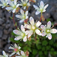 Saxifraga bronchialis
