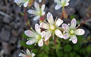 Saxifraga bronchialis