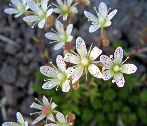 Saxifraga bronchialis - Obrázek 1