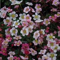 Saxifraga arendsii Highlander 'Rose'