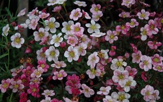 Saxifraga arendsii Highlander 'Rose'
