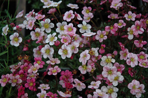 Saxifraga arendsii Highlander 'Rose' - Obrázek 1