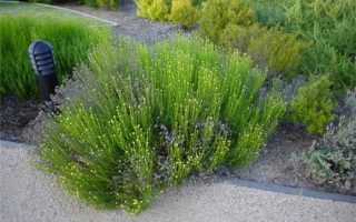 Santolina rosmarinifolia