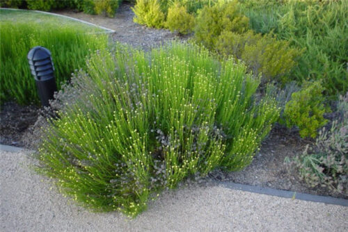 Santolina rosmarinifolia - Obrázek 1
