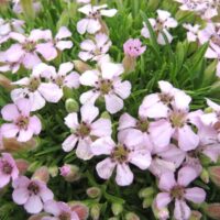 Saponaria x olivana