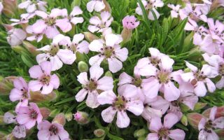 Saponaria x olivana