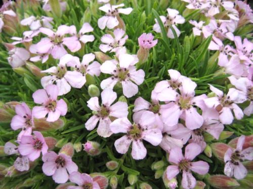 Saponaria x olivana - Obrázek 1