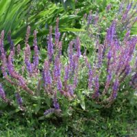 Salvia officinalis