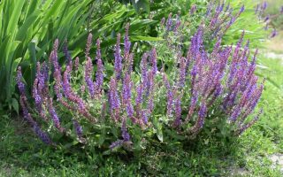 Salvia officinalis