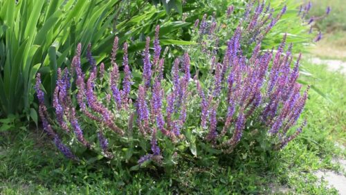 Salvia officinalis - Image 1