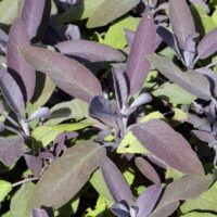 Salvia officinalis 'Purpurascens'