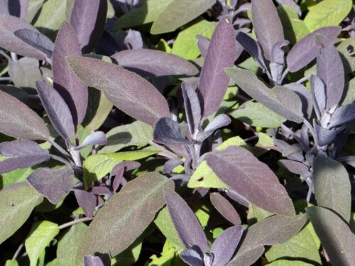 Salvia officinalis 'Purpurascens' - Obrázek 1