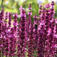 Salvia nemorosa 'Sensation Rose'