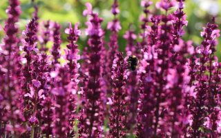 Salvia nemorosa 'Sensation Rose'