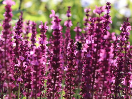 Salvia nemorosa 'Sensation Rose' - Obrázek 1