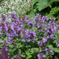 Salvia officinalis 'Berggarten'
