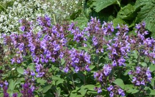 Salvia officinalis 'Berggarten'