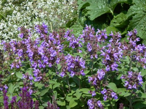 Salvia officinalis 'Berggarten' - Obrázek 1