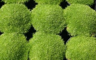 Sagina subulata 'Rucos'