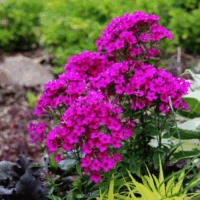 Phlox paniculata 'Early Cerise'