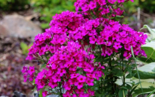 Phlox paniculata 'Early Cerise'