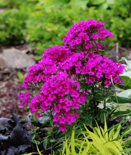 Phlox paniculata 'Early Cerise' - Obrázek 1