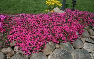 Phlox subulata 'Scarlet Flame'