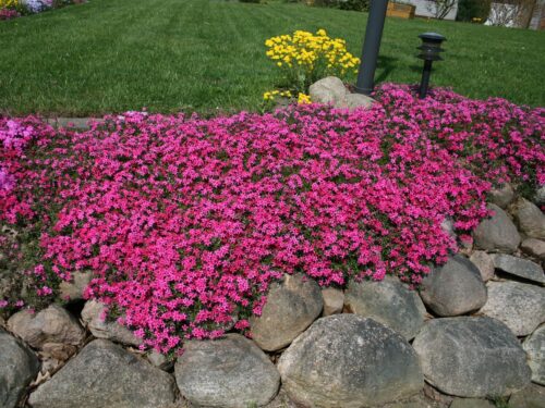Phlox subulata 'Scarlet Flame' - Obrázek 1