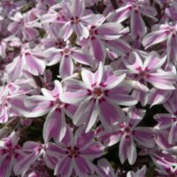 Phlox subulata 'Candy Stripes'