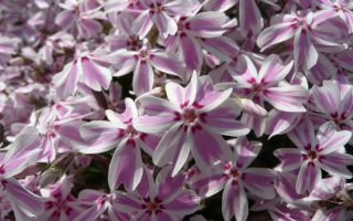 Phlox subulata 'Candy Stripes'