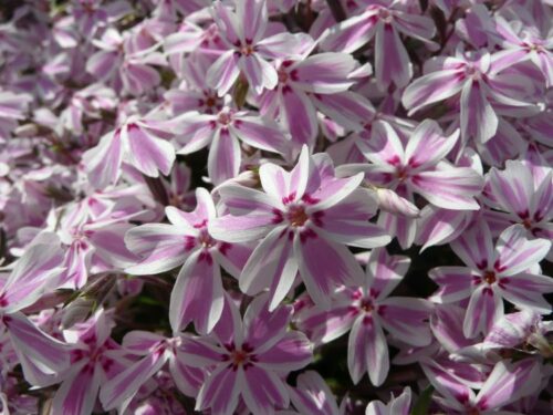 Phlox subulata 'Candy Stripes' - Obrázek 1