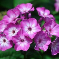 Phlox paniculata 'Early Purple Eye'