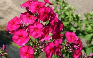 Phlox paniculata ‘Starfire’