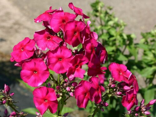 Phlox paniculata ‘Starfire’ - Obrázek 1