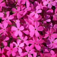 Phlox douglasii ‘Crackerjack’
