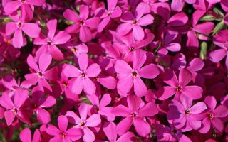 Phlox douglasii ‘Crackerjack’