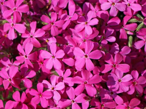Phlox douglasii ‘Crackerjack’ - Obrázek 1