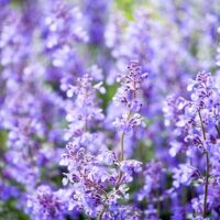 Nepeta racemosa ‘Walker´s Low’