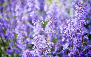 Nepeta racemosa ‘Walker´s Low’