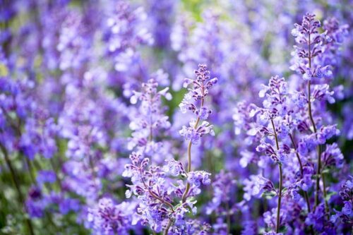 Nepeta racemosa ‘Walker´s Low’ - Obrázek 1