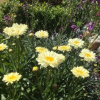 Leucanthemum 'Real Dream'