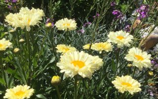 Leucanthemum 'Real Dream'