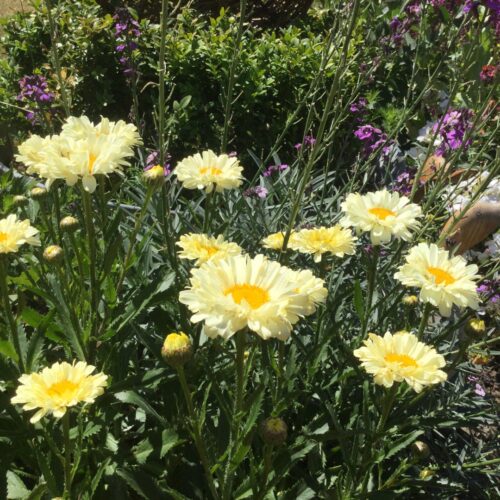 Leucanthemum 'Real Dream' - Obrázek 1