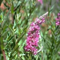 Lythrum salicaria Kyprej vrbice ´Robin´