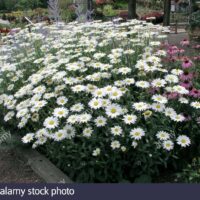 Leucanthemum × superbum ‘Becky’