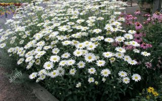 Leucanthemum × superbum ‘Becky’