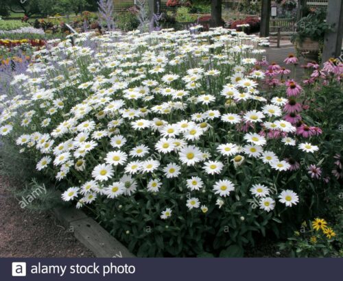 Leucanthemum × superbum ‘Becky’ - Obrázek 1
