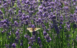 Lavandula angustifolia 'Munstead'